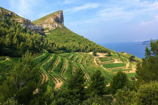 Provence Wine Tour